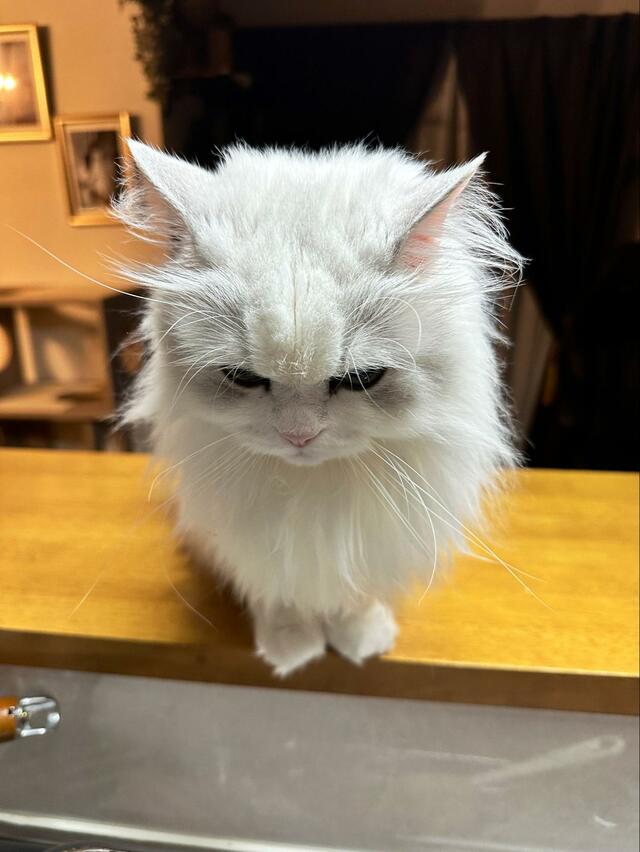 飼い主の帰宅が遅くなり「スネる」猫がかわいい　「分かりやすい子です」とホッコリ