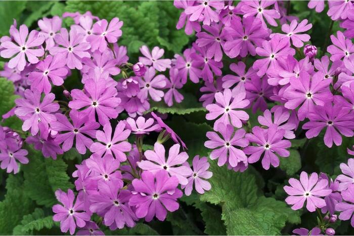 サクラソウの花がさいている。色はピンク