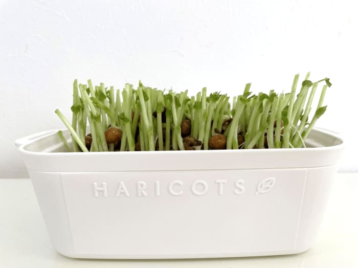 ジャストサイズで豆苗が入りました