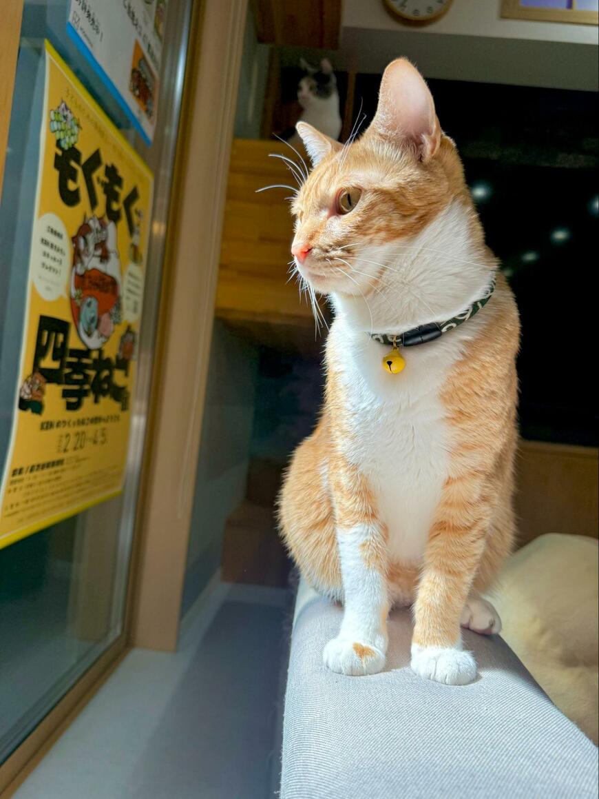 猫さんのプニっとしたおてて　よく見ると…発見した「可愛い模様」の存在に悶絶！