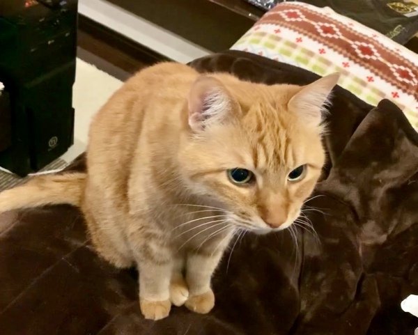 出所：@Adonis_Beginner