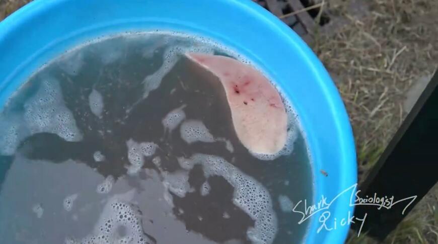 出所：@shark_sociology