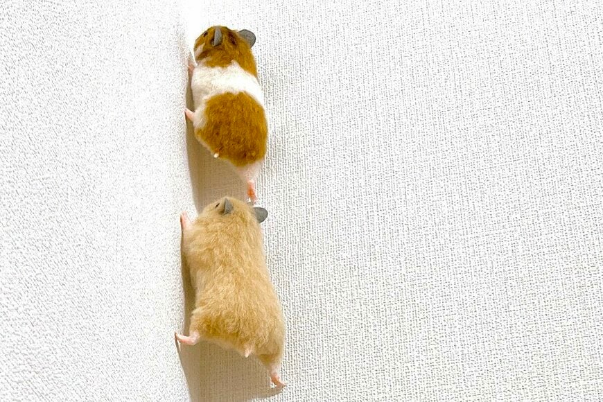 壁を登る3匹のハムスターに隠された「まさかの事実」が話題に　「びっくりしました！」