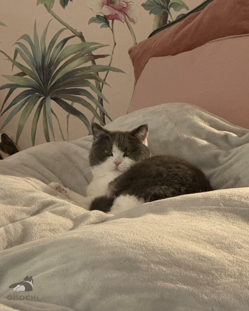 出所：@omochiomoching