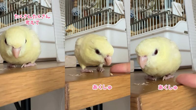 出所：@daiinkoteikoku_soraoto