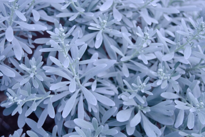 Purpleviolapuncti/istockphoto.com