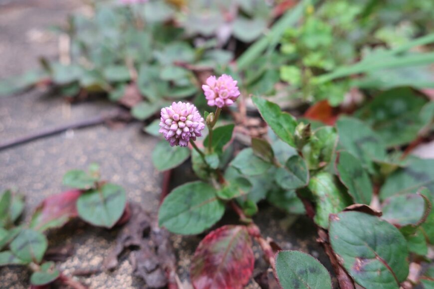 Pastel 4 Tenshi/shutterstock.com