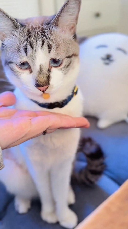 出所：@piennekomint