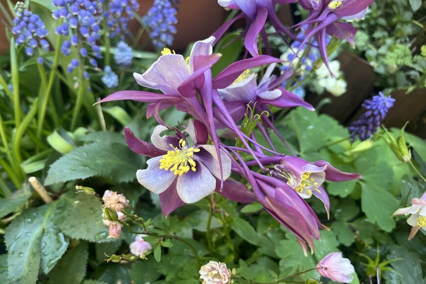 LIMOガーデニング部撮影