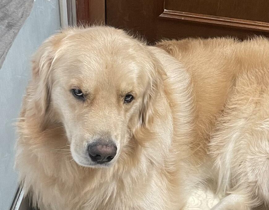 出所：@elmo_golret