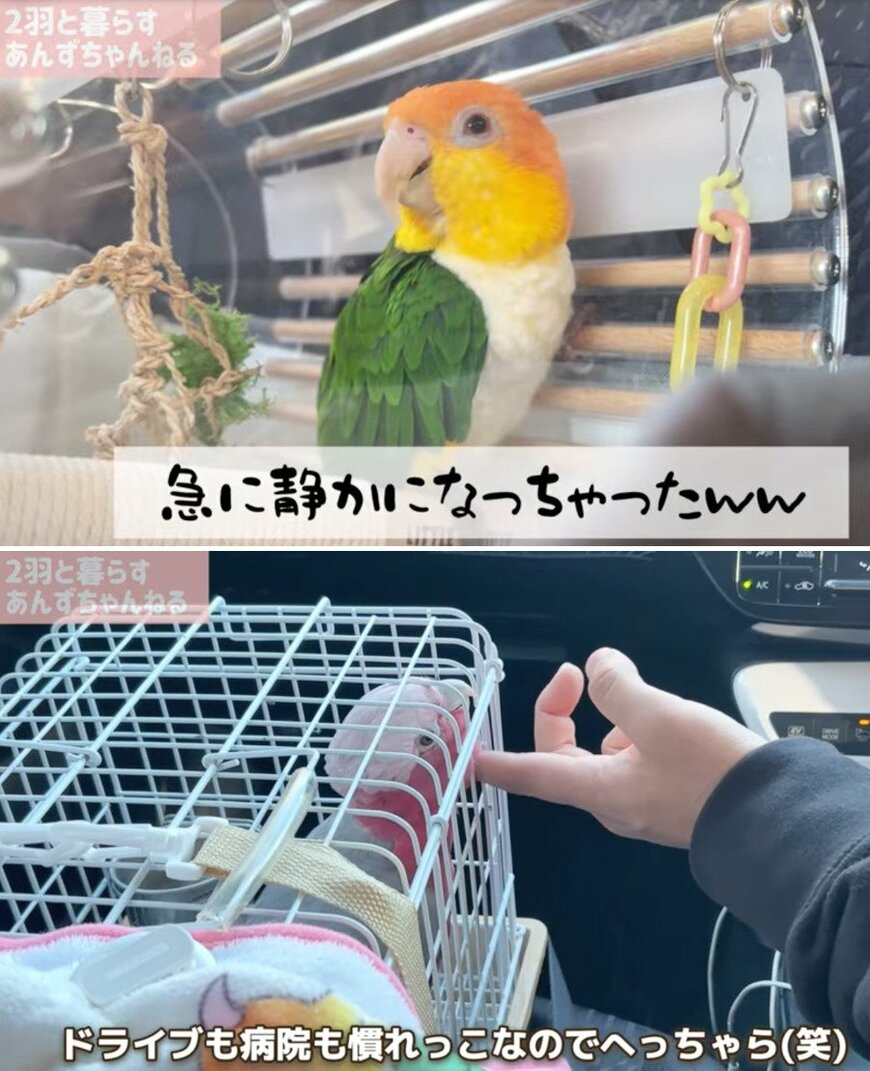 出所：@anz_omomiri