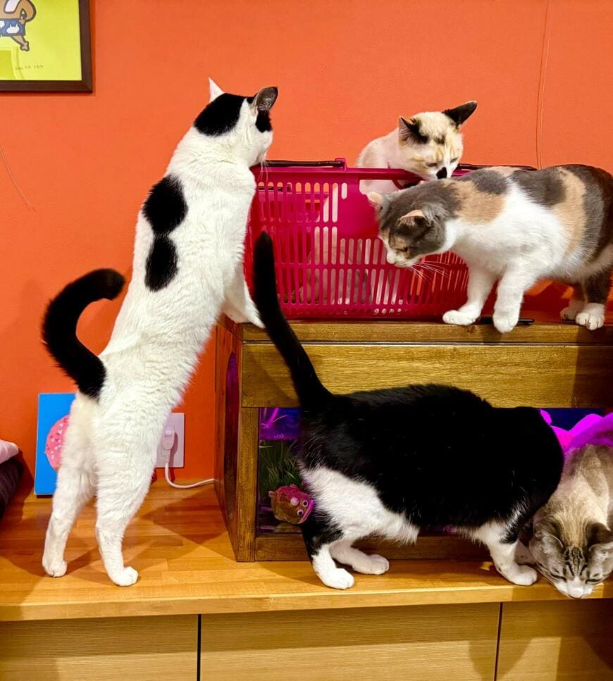 出所：@omochi_nam01