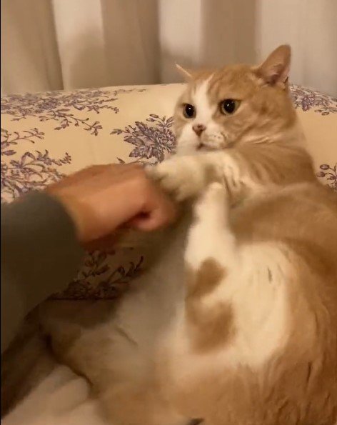 出所：@nekotansoku