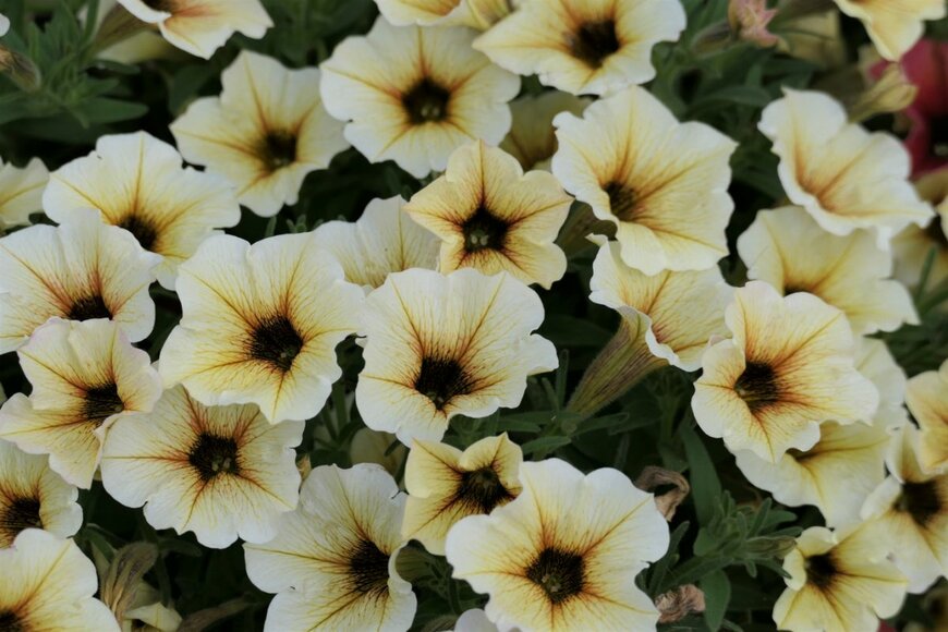 goumi/shutterstock.com