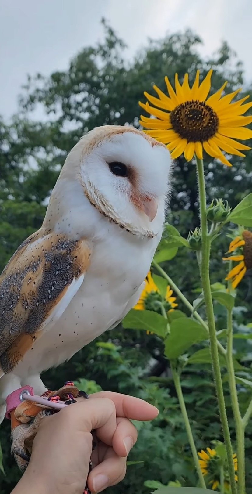 【ひまわりとフクロウ】お散歩中に見つけた夏！まるでポストカードのような一枚が素敵