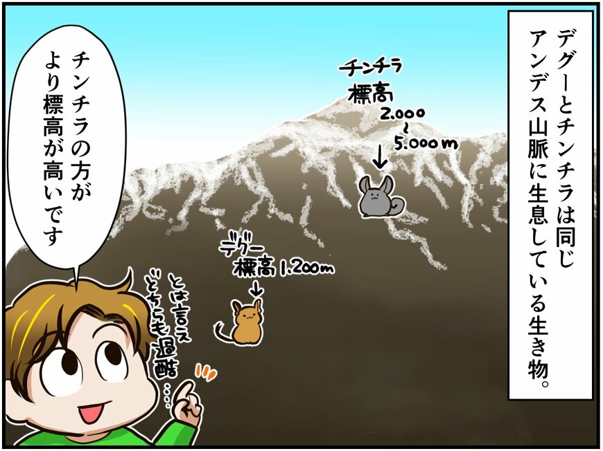 我が家のチンチラとデグーは共演NG！その最大の理由はお散歩タイムにあった⁈ 【チンチライフ46話】