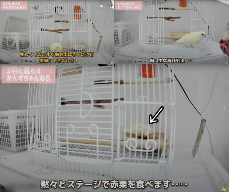 出所：@anz_omomiri