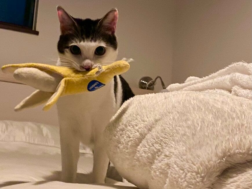 出所：@Saeroyi_cat