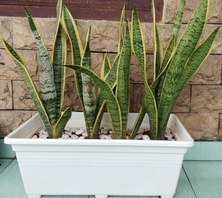 tantiants/shutterstock.com