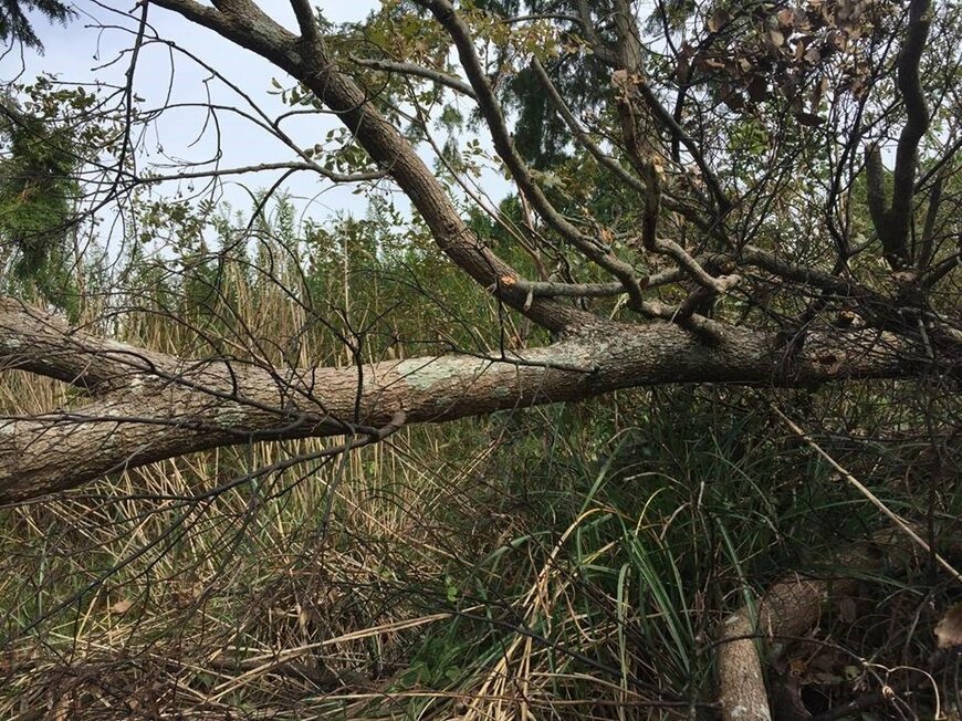 横向きに倒れた木が道を塞ぐ開墾前の土地（資料提供：ブルーベリーヒル淡路）