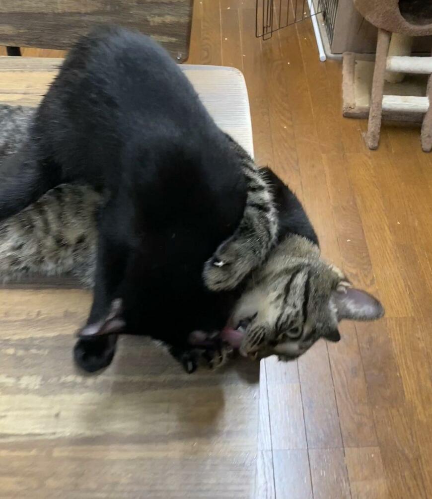 出所：@00shitemita