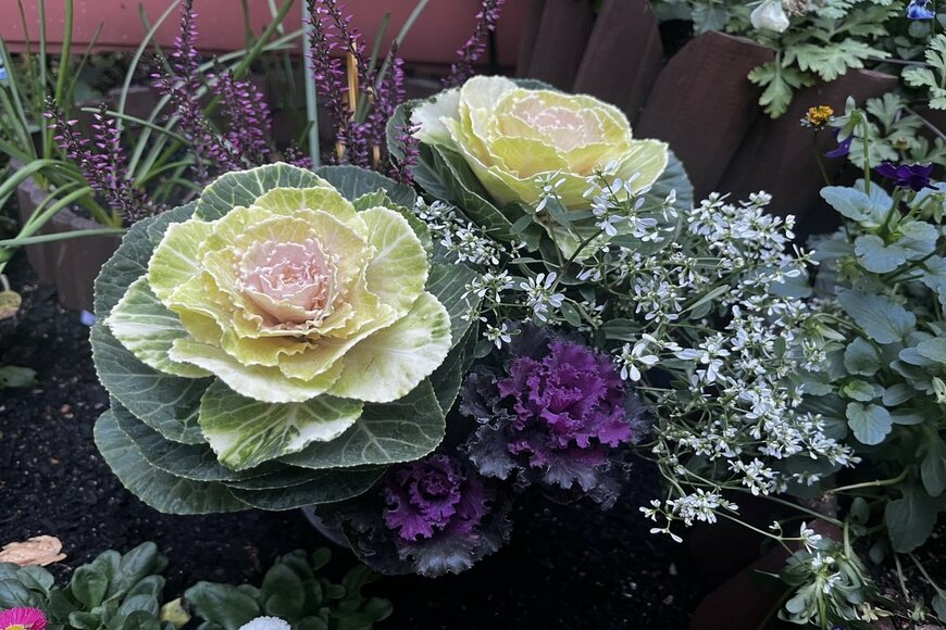 年末年始の玄関に置きたい《ハボタン主役の寄せ植え》和モダン＆オシャレに作るコツ！