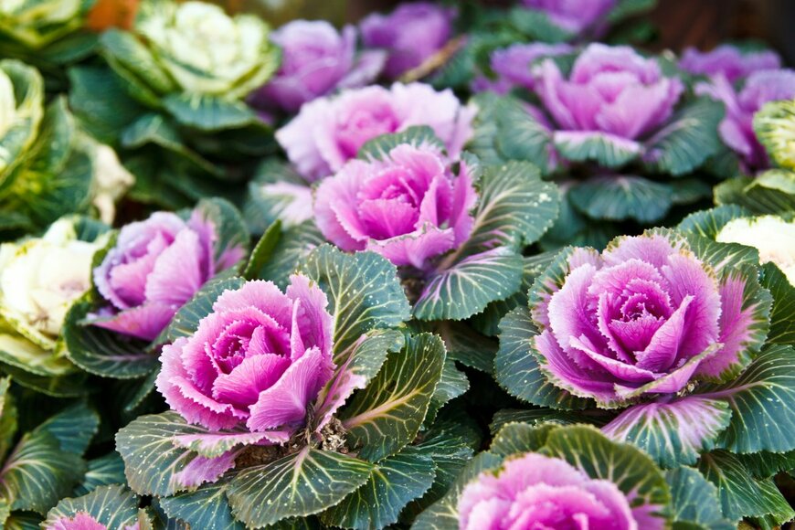 kongsak sumano/shutterstock.com