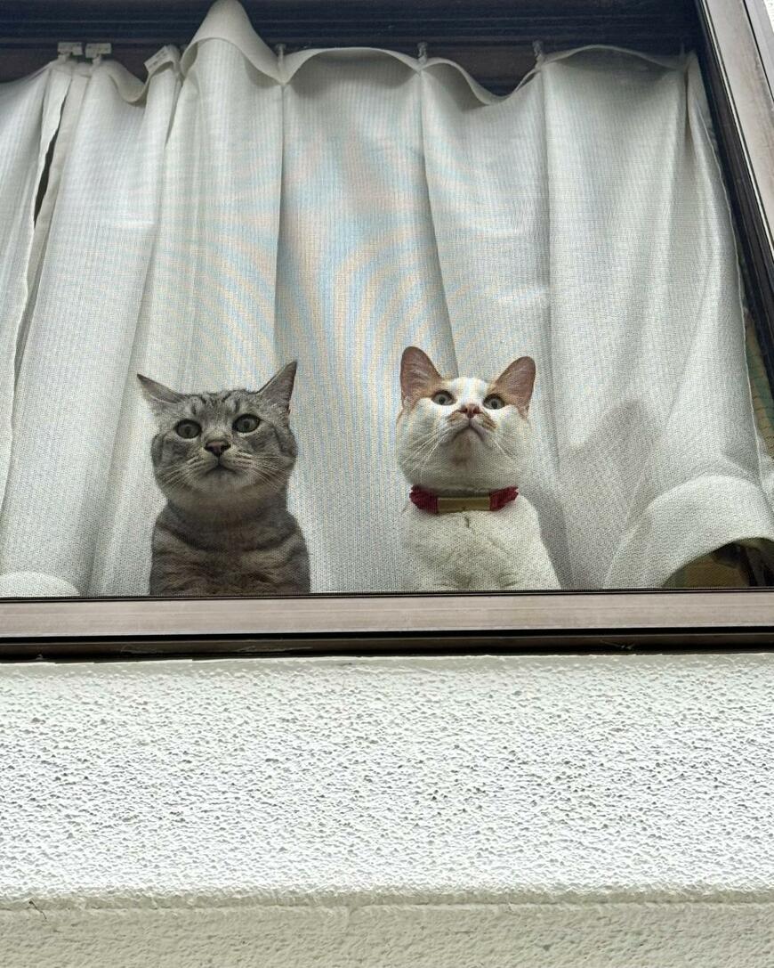 実家に「猫を連れて」東京から帰省　実家の猫と2匹で結成された「窓際警備隊」に見入ってしまう