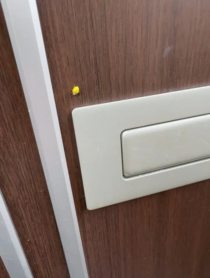 鍵を開けようと思ったら見つけた黄色い虫