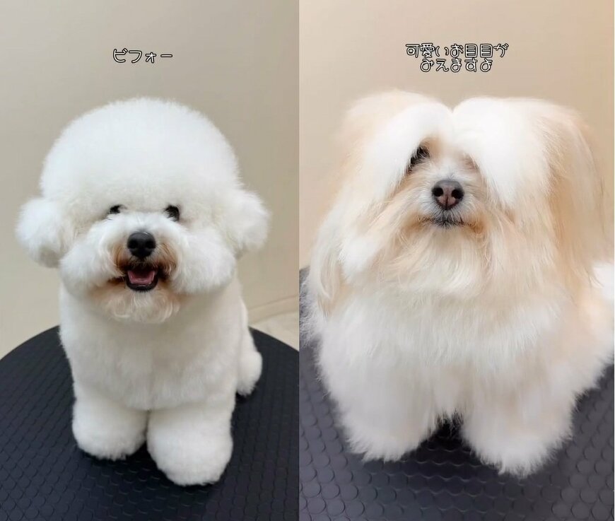 出所:misaki(@dogsalon_ma_cherie)