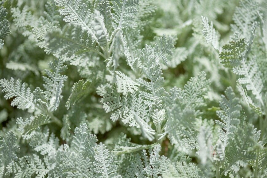 Tamara Kulikova/shutterstock.com