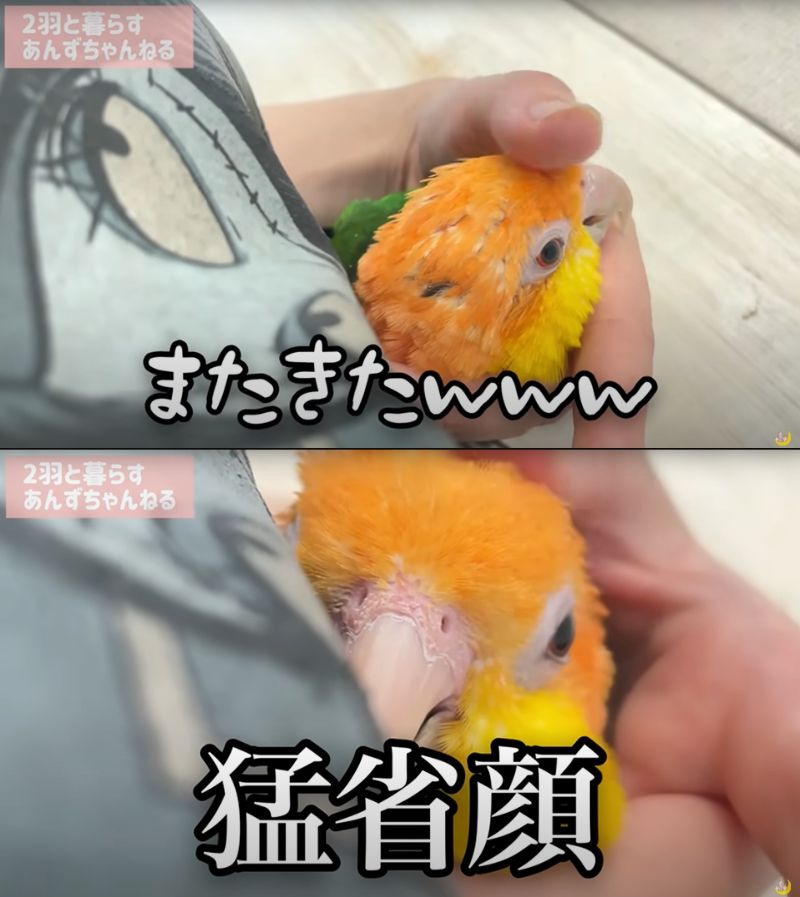 出所：@anz_omomiri