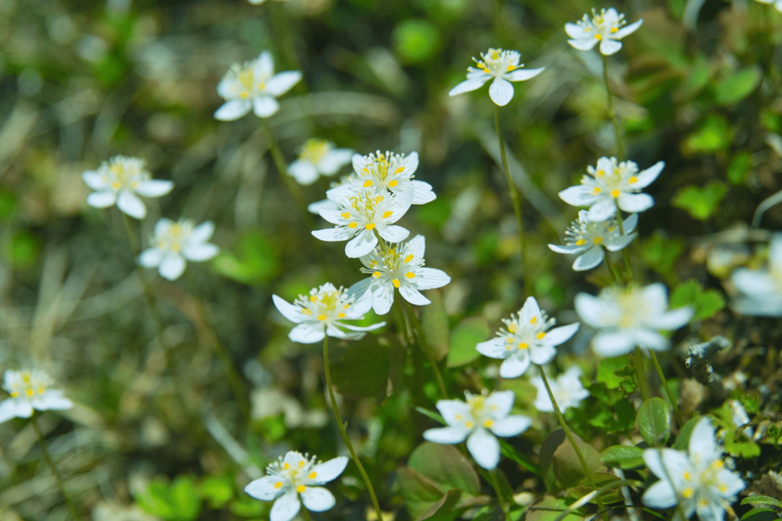 【朝ドラ・らんまん】牧野博士が愛した白い花「バイカオウレン」その魅力や育て方