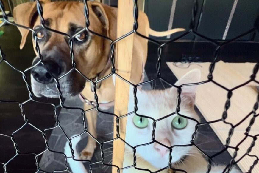 Twitterで話題の「網越しに構える2匹の犬と猫」