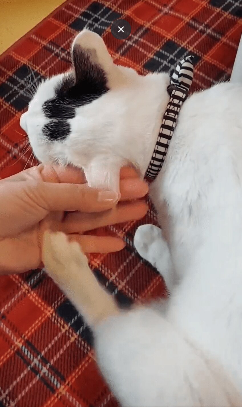 猫の耳をかいてあげた画像