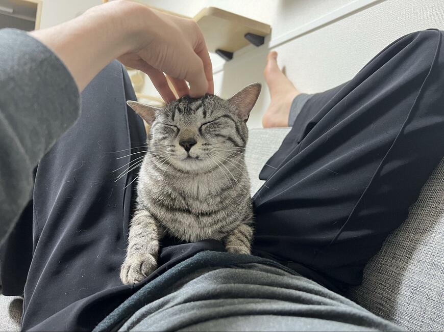 撫でられる猫