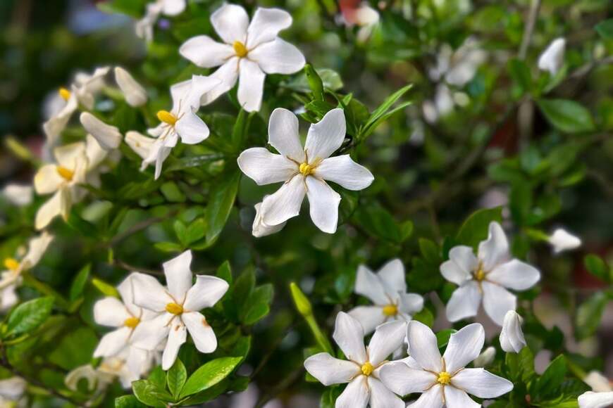 白い花を咲かせている、コクチナシ