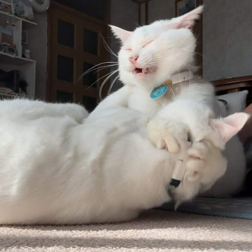 目を閉じて戦う猫