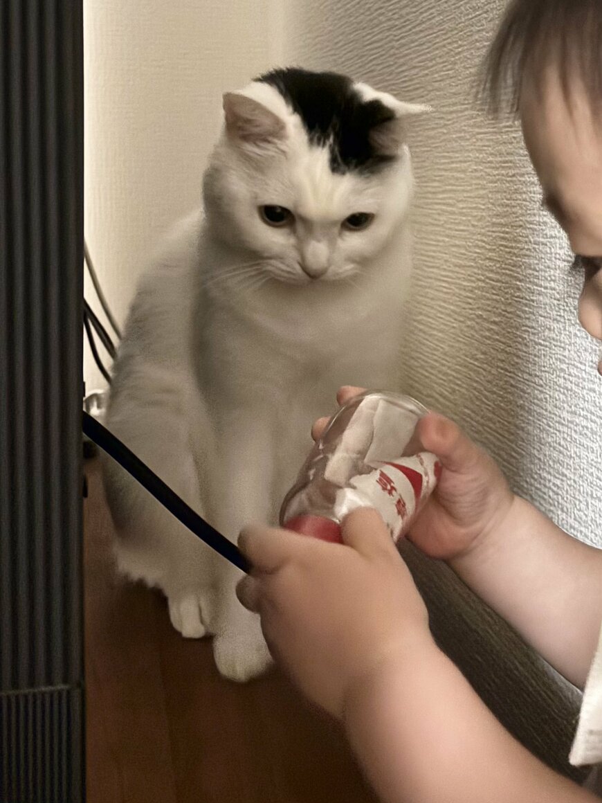 塩を見ていた子どもと猫ちゃん