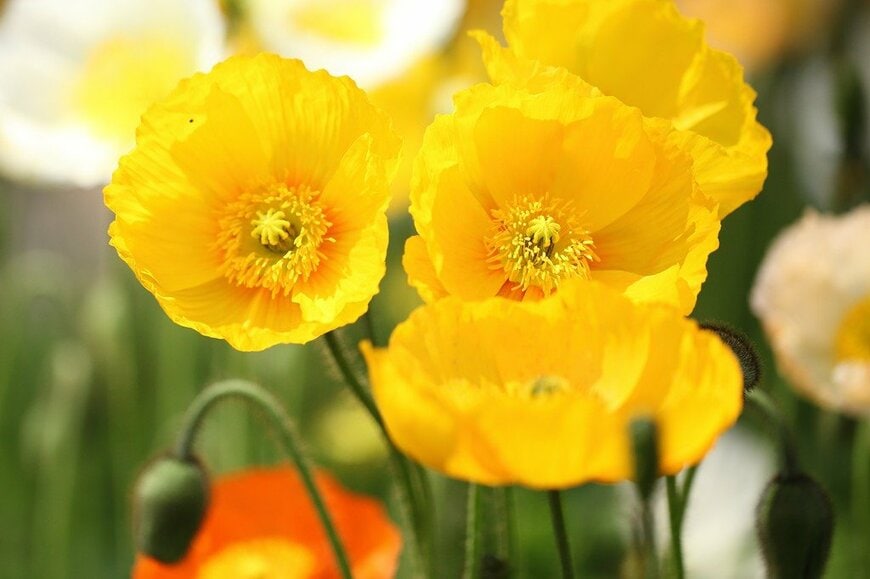 黄色い花を咲かせているアイスランドポピー