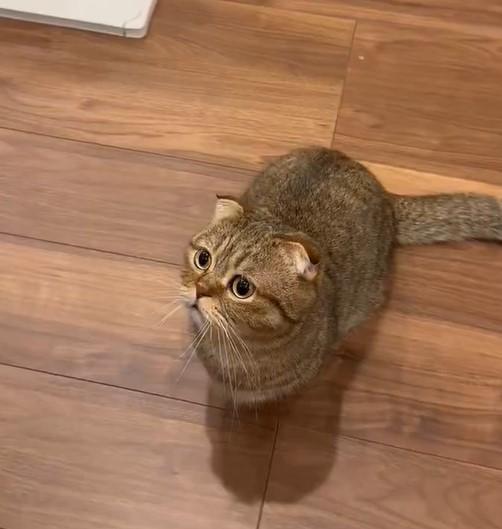 お話しをしたそうな猫