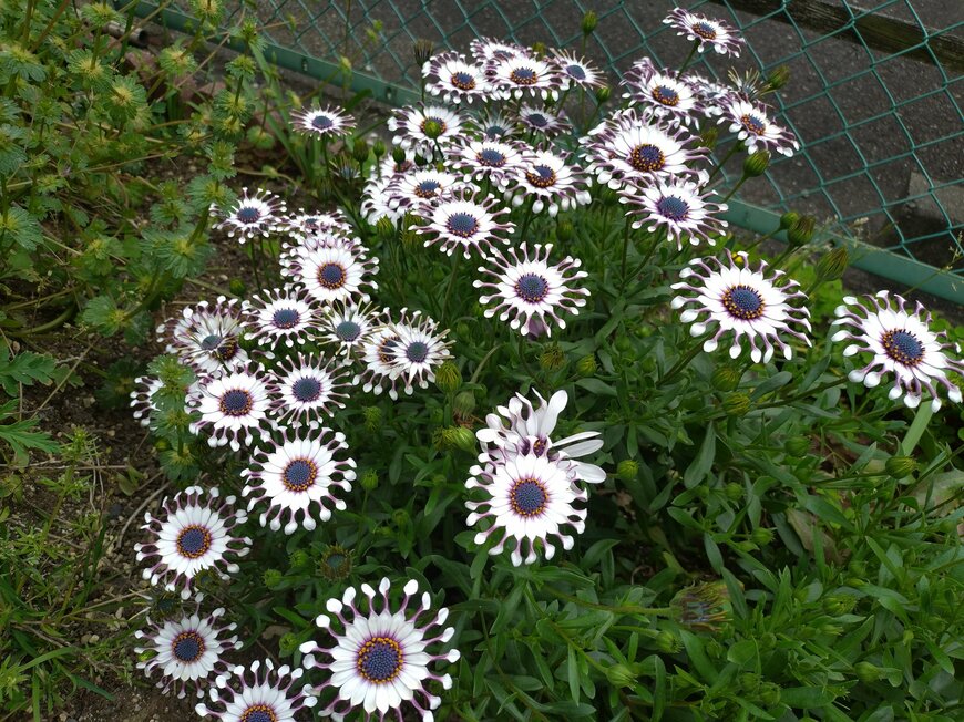 奇妙なフォルムのオステオスペルマム サニーフィリップ