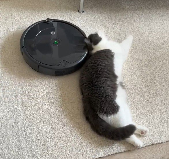 ルンバと猫
