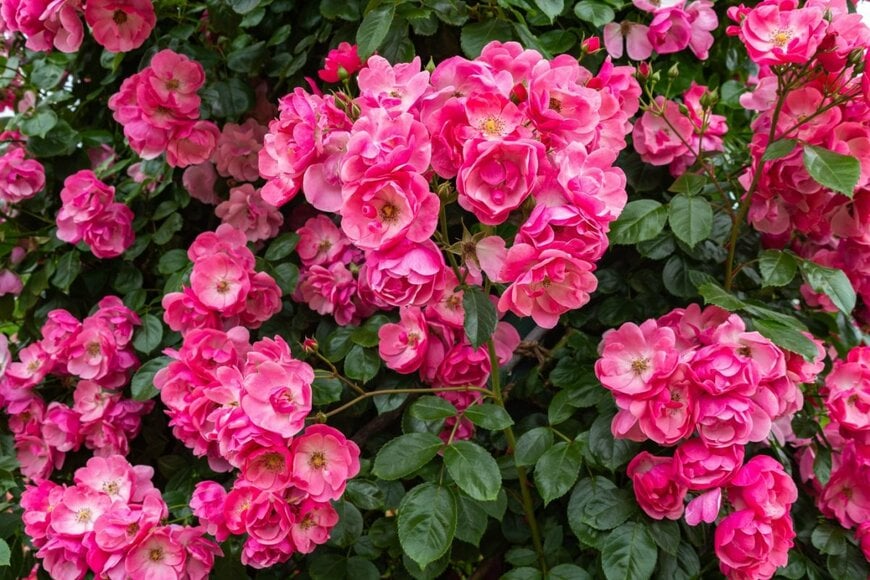 ピンクの花を咲かせている、アンジェラ