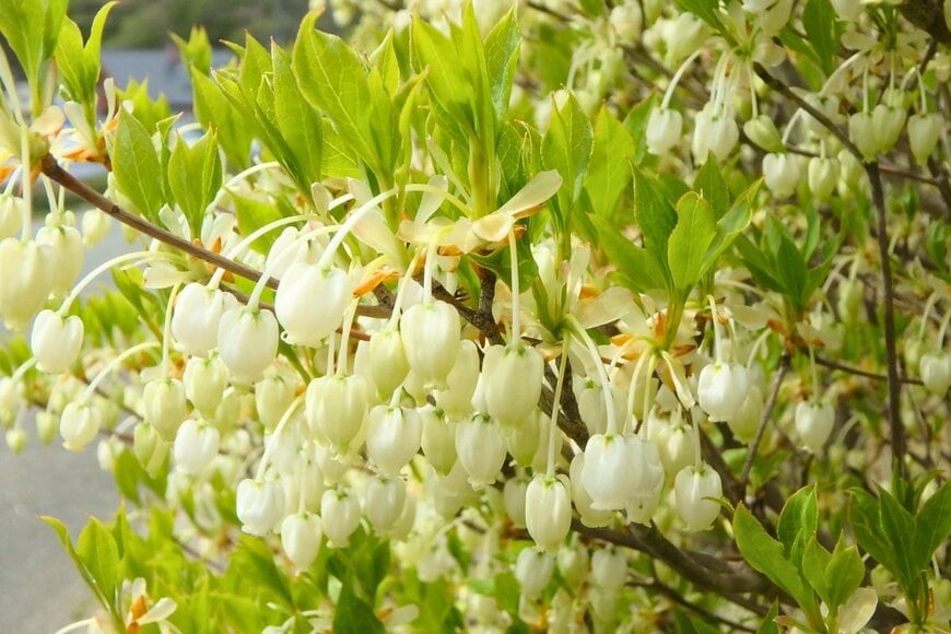 白い小花を鈴なりに咲かせているドウダンツツジ