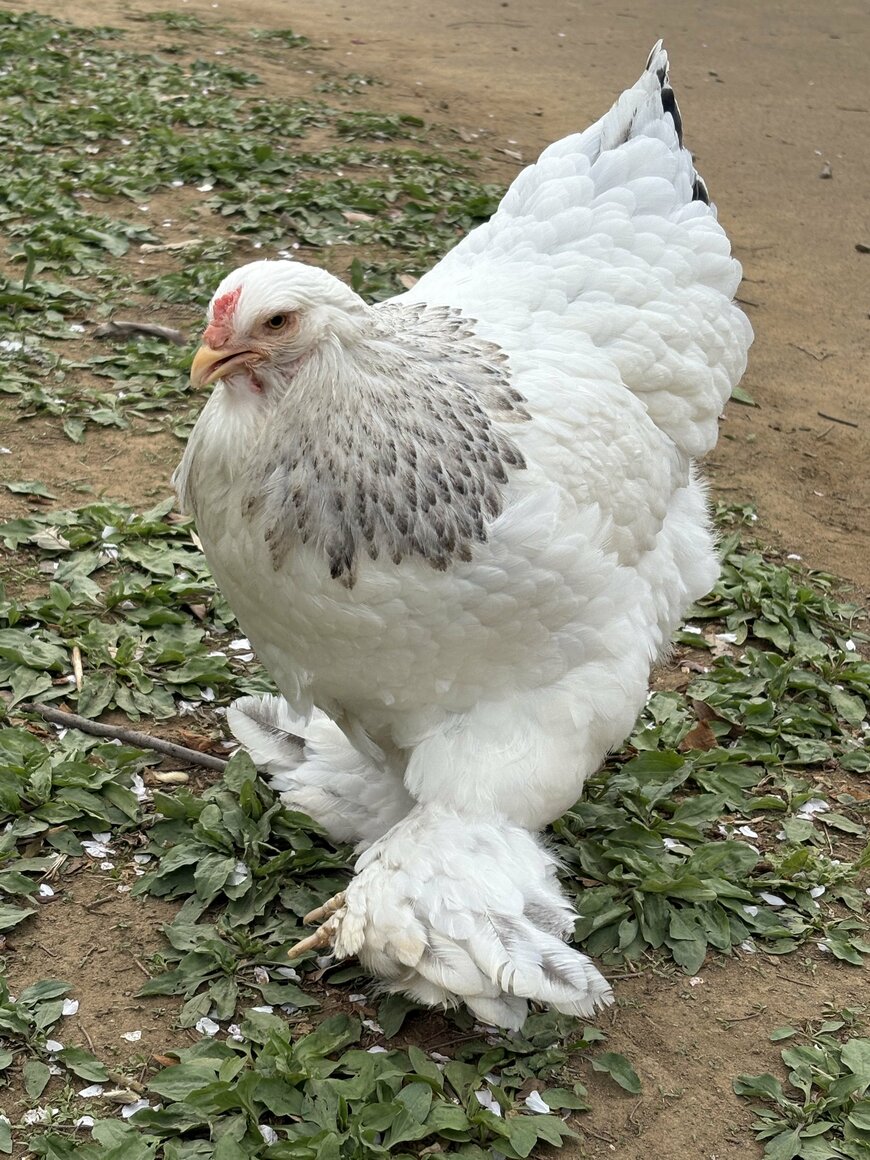 もふもふ脚のニワトリ「ブラマ」