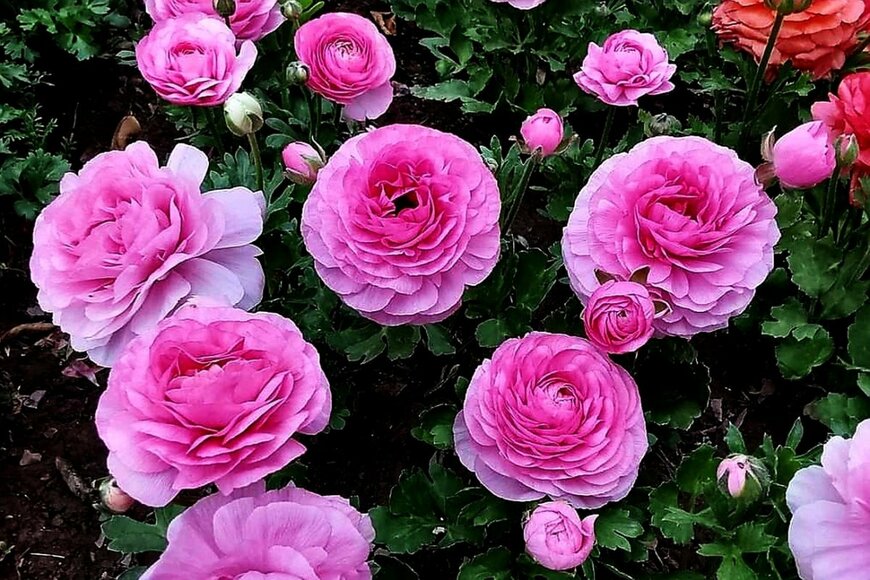 ピンクの花を咲かせているラナンキュラス