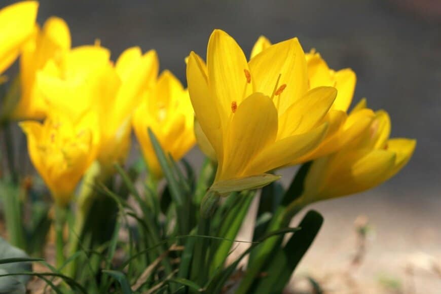 黄色い花を咲かせている、ステルンべルギア