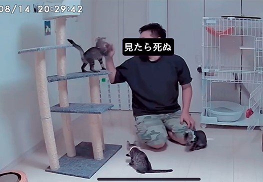 ママさん帰省中に猫を世話するパパさん