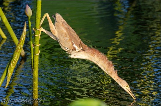 魚を狙って水面に首を伸ばすヨシゴイ